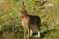 Lièvre