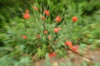 coquelicot