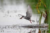 Pêche à vue