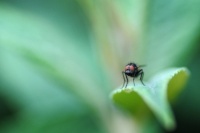 Mouche dans son écrin
