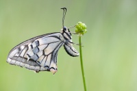 Machaon