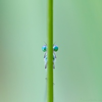 2014 07 14 libellule 8