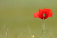 coquelicot-2014.31