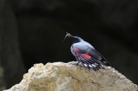 TicoIMG 0616