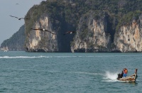 aigles de mer en Thailande