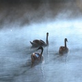 Entre lumière et brume, la vie.....