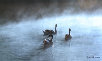 Entre lumière et brume, la vie.....