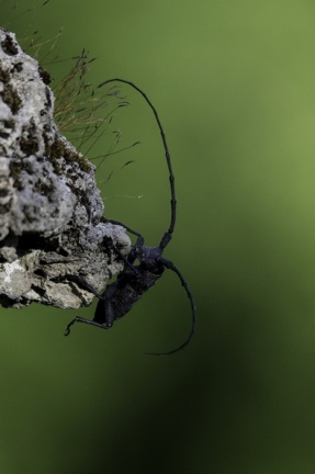 scarabée web