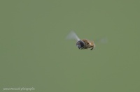 Syrphe