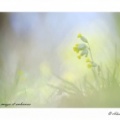 Coucou, le printemps arrive.