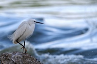 Aigrette Garzette