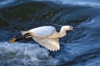 Aigrette Garzette