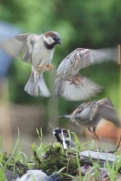 Atterrisage de moineau