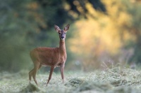 rencontre matinale