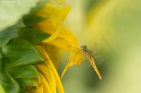 Libellule et tournesol