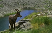 LE BOUQUETIN? GARDIEN DU LAS DE fENESTRE DANS LE