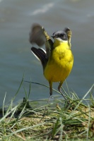 Bergeronnette des Balkans  (Motacilla flava feldegg)