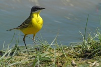 Bergeronnette des Balkans  (Motacilla flava feldegg)