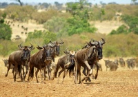 Afrique, Kenya : Masaï Mara, gnous, la migration / wildebeests, the migration
