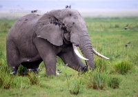 Afrique, Kenya : Amboseli, Vieil éléphant imposant / Old big elephant