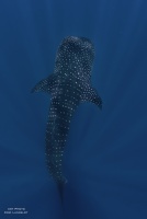 Requin Baleine DSC 4904