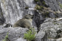 779A3868-Marmotte des Alpes (Marmota marmota)