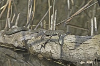 779A9737-Couleuvre à collier (Natrix natrix)