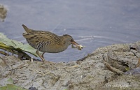 M06B5772-Râle d'eau (Rallus aquaticus) avec grenouille