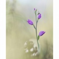Cephalanthera rubra
