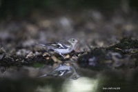 004A4995-Pinson des arbres (Fringilla coelebs)