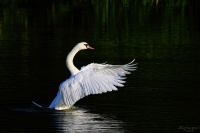 Le lac aux Cygnes