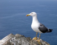 Mouette