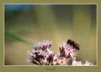 Eristalis