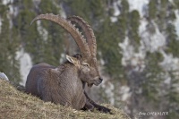 IMG 5538 Bouquetin (Capra ibex) mâle