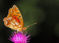 Papillon