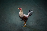 Coq de combat