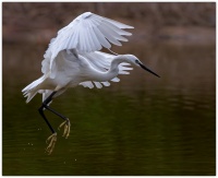 Aigrette garzette