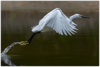 Aigrette garzette