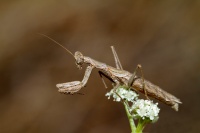 Ameles decolor, petite mante de broussaille
