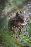 petit ecureuil