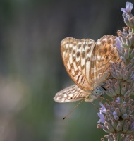  CHR7129
