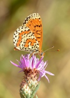 La nature multicolor 