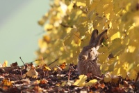 Lièvre au gite dans les vignes en or