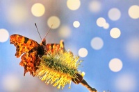 papillon orange par michel mirabail