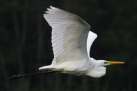 Grande aigrette