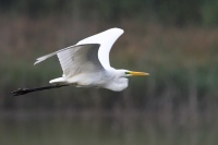 Grande aigrette