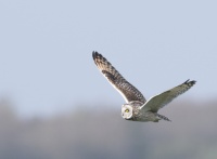 Oiseau Cassoth Michel n° 2 Hibou des marais 
