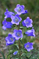 253 Campanula speciosa