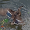 Canard Grand canal