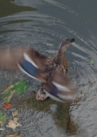 Canard Grand canal